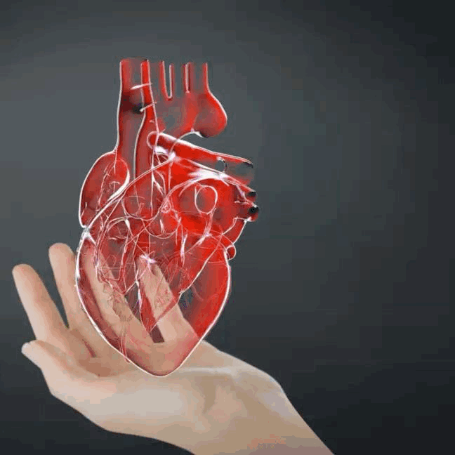 CARDIO ARTERIOPAT x60 capsulas - Image 2